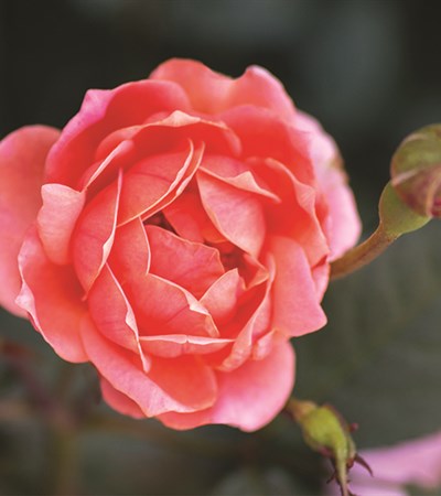 Rose Coral Knock Out®